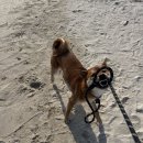 우리들의월정리 이미지