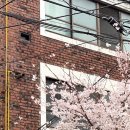 비로소 봄 이미지