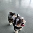 견달산로 | [블챌][일산 /고양시]사계절 강아지 실내수영장과 초대형강아지운동장 펫츠힐 방문후기