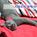 러시안블루