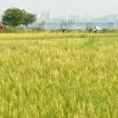 밀밭사이 이미지