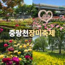 북부운수(주) | 2026 중랑천 장미축제 주차 서울 중랑 장미공원 실시간 후기