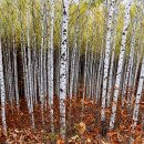 자작나무숲 주차장 이미지