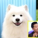 젤리댕댕이 이미지