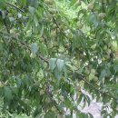 건강과약초 이미지