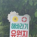 해바라기유원지 이미지