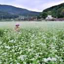 북천메밀꽃&amp;핑크뮬리 이미지