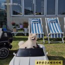 토리숲 주차장 | 양산 어곡동 애댕의숲 : 부산 근교 넓은 애견 운동장이 좋은 애견카페