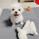 맨투맨 | 강아지 커스텀 맨투맨 제작 후기 반려견 일러스트 맨투맨