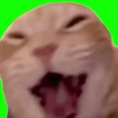 띵가띵가 이미지