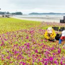 영목항수변공원 이미지