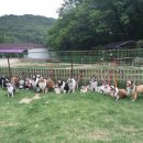 강아지 친구 이미지