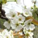 이화농장3 이미지