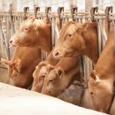 한우랑농장 이미지