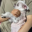 더본 외과동물의료센터 이미지