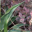 다이야몬드 이미지