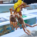 명성회수산 이미지