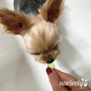 강아지 장 건강에 좋은 오크라 급여법, 트러스티푸드 후기