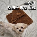 누우띠 | 누우띠 보리스 망토 담요 내돈내산 후기 (강아지 담요, 강아지 망토)