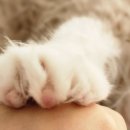 랙돌카페냐옹 이미지