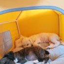 플레이독 남양주점 이미지