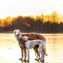 꽃보다강아지 이미지