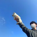 REBORN DOG 이미지