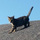 자매농장 이미지