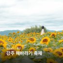 1단지와 11단지 사잇길(내점길) | 함안 해바라기 축제 명소 강주 해바라기 마을 경남 나들이