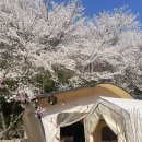 숲속농장 | 부산 벚꽃글램핑 추천 ‘초원숲속글램핑’ 다녀온 솔직후기