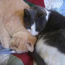 강북동물병원 이미지