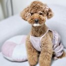 나누구개 | 안산 애견미용 잘하는 곳, 푸들 미용은 나누구개에서