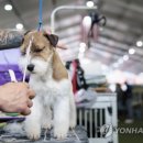 show dog 이미지