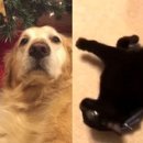 강아지 친구 이미지