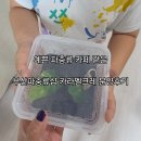 현대카라인 | 예쁜 카페같은 부산파충류샵 카라멜크레 크레스티드게코도마뱀 분양후기