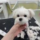 그루밍루나 네이버블로그