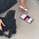 A+(알파 플러스) 펫라운지 | 강아지 슬개골 관리&amp;염증과 통증- 이제 송도 애견카페에서? 근적외선 헬스케어 알파플러스 펫라운지!