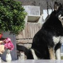 Dog stands guard over deceased owner’s grave for six years 이미지