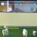 핫도그 반려견 유치원 이미지