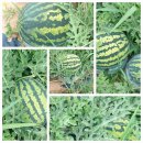 텃밭에 다녀왔어요🍉🌶🥒 🎃 이미지