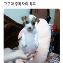 베니하루카 한입 꿀밤고구마 3kg 3500원 (배송비 있음ㅜ) 이미지