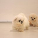 화이트 퍼피 켄넬 이미지