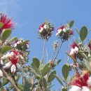 대연수목전시원 이미지