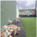 제주네 애견유치원 이미지