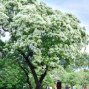 이팝나무길 이미지