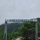 강원도 여행 정선 캠핑장 자연친화적 애견 동반 가능 파인트리 캠핑장(feat. 사이트 추천)
