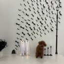 핫도그 반려견 유치원 이미지