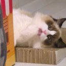 24시하나린동물의료센터 이미지