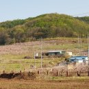 봉양중학교 이미지