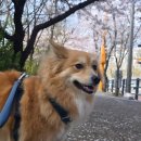버터 소식입니다🐶 이미지